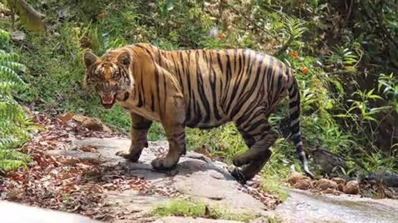 മലബാര്‍ മേഖലയില്‍ ടൈഗര്‍ സഫാരി പാര്‍ക്ക് Tiger