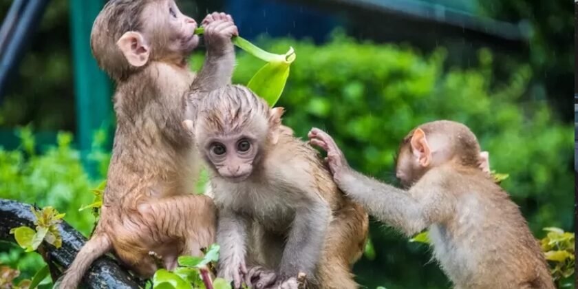 അമേരിക്കയിലെ ഗവേഷണ കേന്ദ്രത്തില്‍ നിന്ന് കുരങ്ങുകൾ ചാടിപ്പോയി